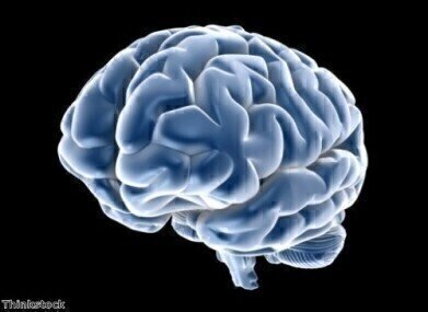 Lab grows 'mini human brains'
