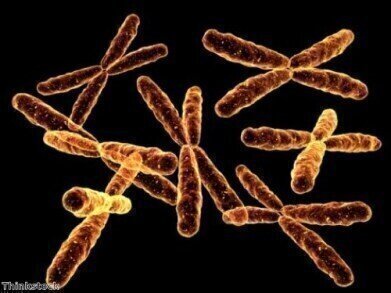 Scientists create first synthetic chromosome for yeast 