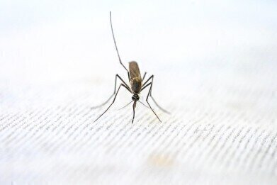 Chromatography Boosts Malaria Control Efforts