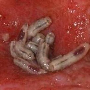 GC-MS helps prove healing qualities of maggots