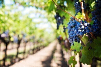 How to Slow Grape Ripening for Better Wine Using Chromatography