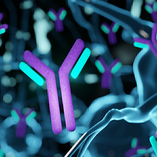 AEX-MS Charge Heterogeneity Analysis Of An IgG4-based MAb ...